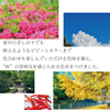 sawada itto：サワダイット-こねり-